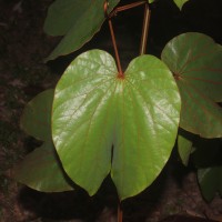 Phanera aureifolia (K.Larsen & S.S.Larsen) Bandyop., Ghoshal & M.K.Pathak